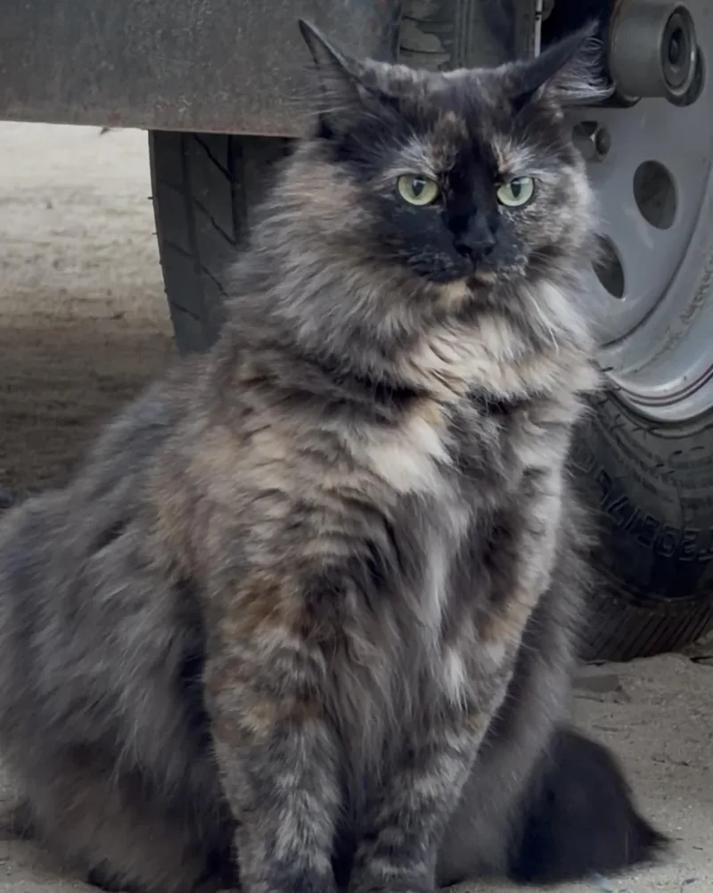 Meet Fabulous — Because thumbnail 2