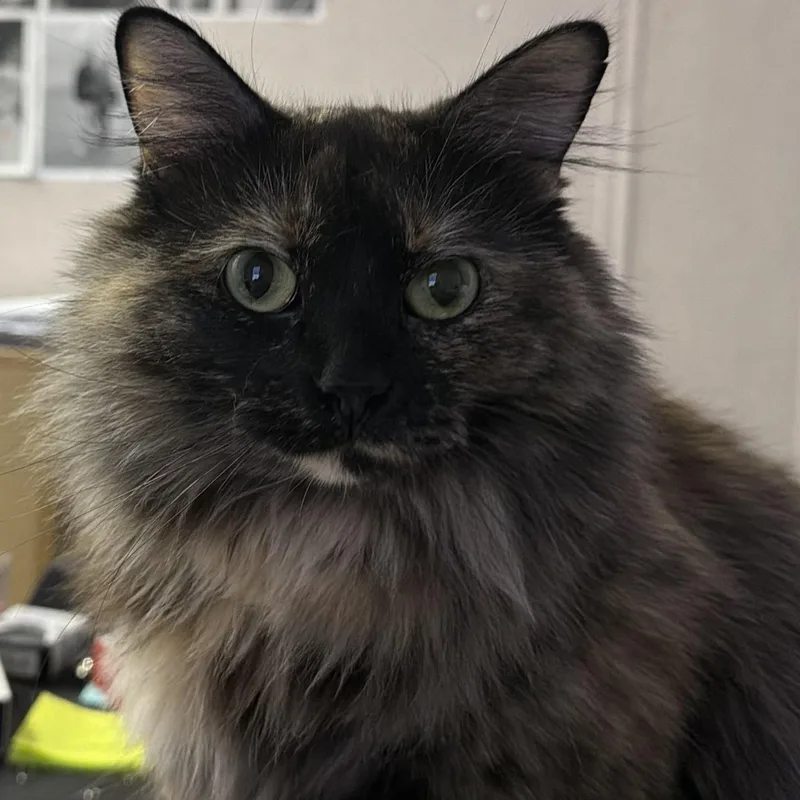 An adult medium-sized female Tortoiseshell Tortoiseshell cat named Meet Fabulous — Because for adoption in Bakersfield, CA