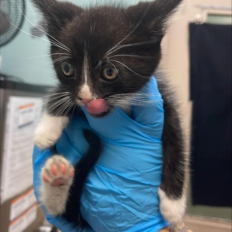 A baby small-sized male Black Domestic Short Hair cat named Walpurgisnacht for adoption in Tacoma, WA