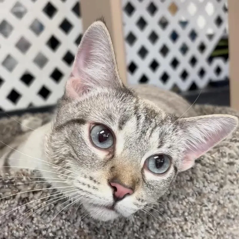 A young medium-sized female Gray / Blue / Silver Domestic Short Hair cat named Nala for adoption in Kennett Square, PA