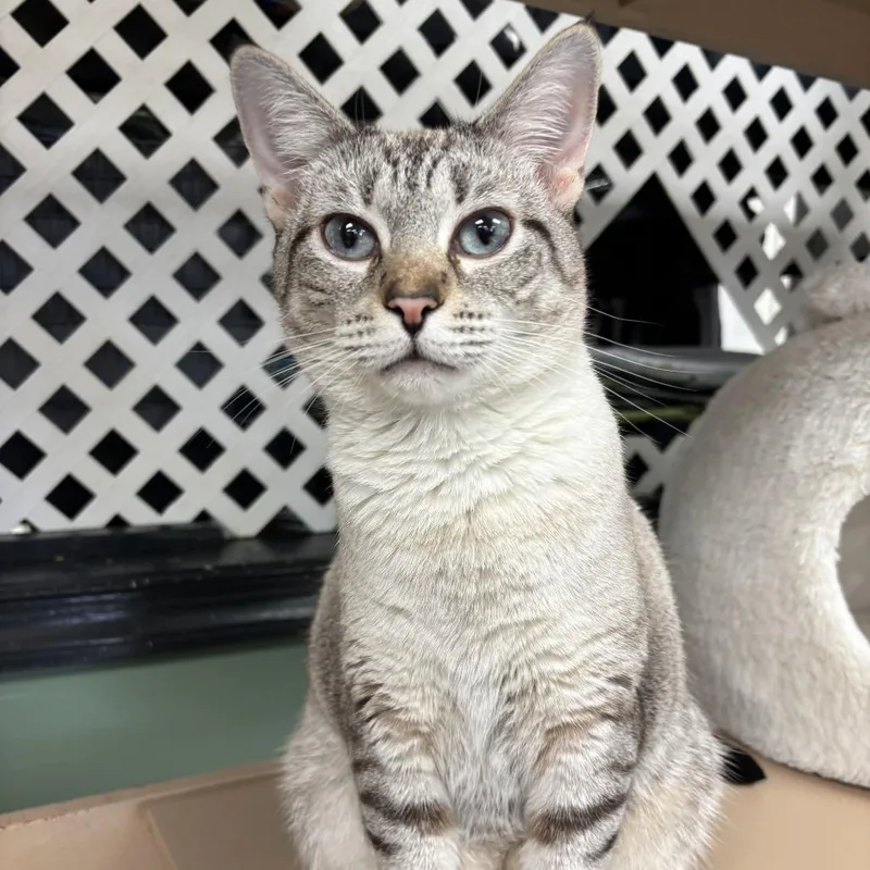 Nala thumbnail 2