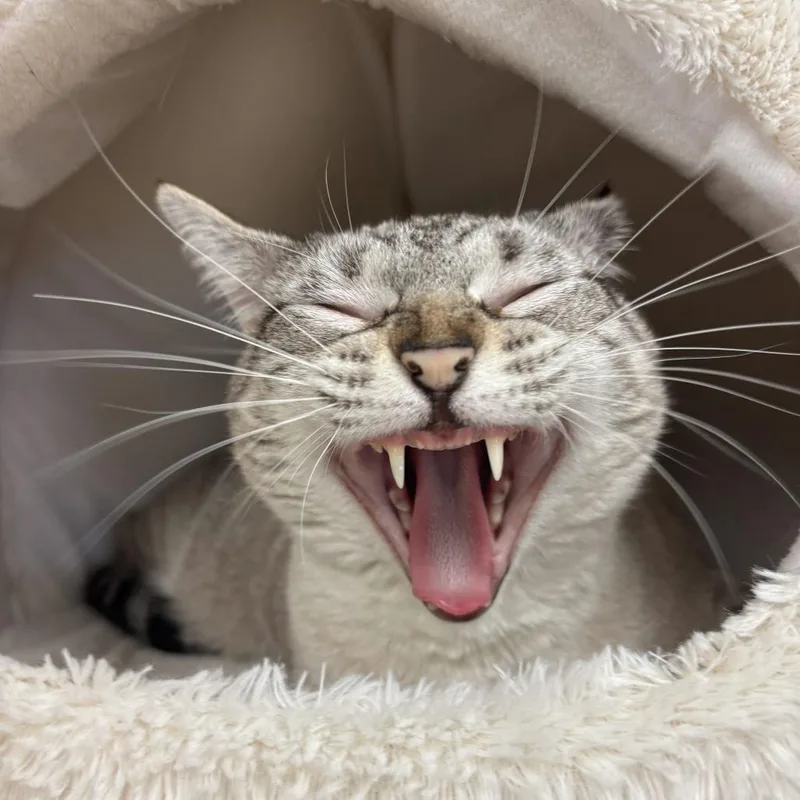 Nala thumbnail 3