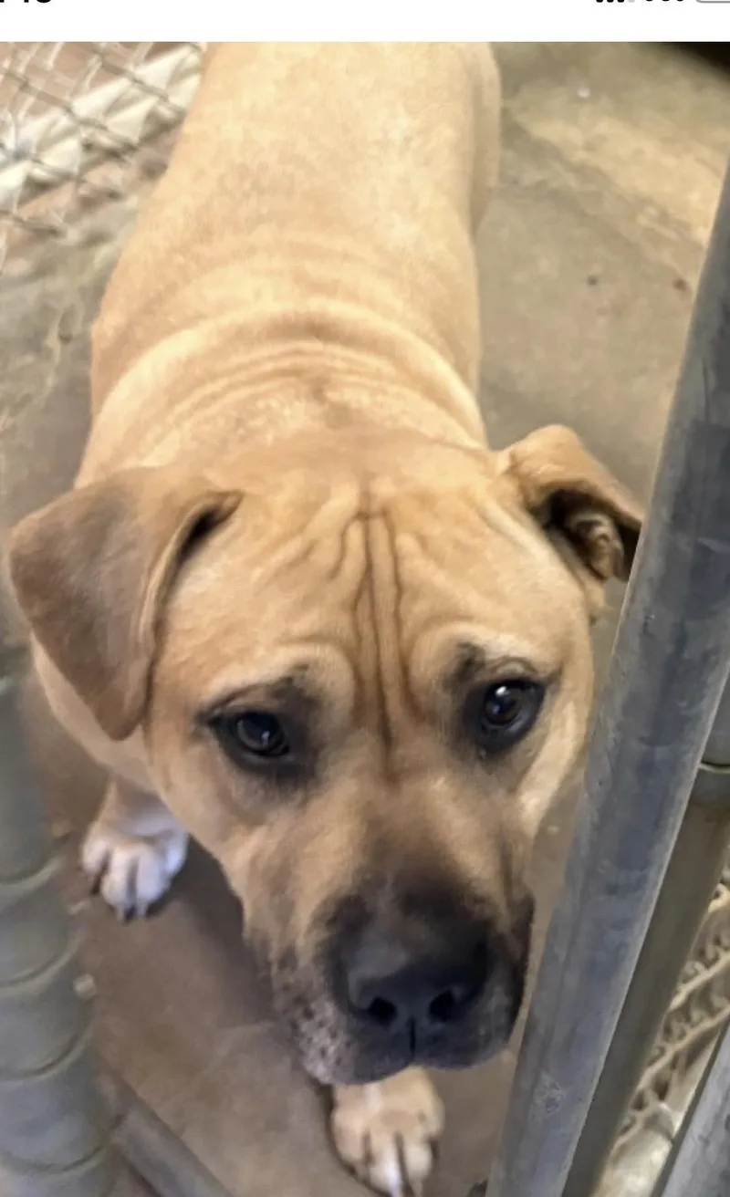 An adult large-sized male Yellow / Tan / Blond / Fawn Pit Bull Terrier dog named Slinkster Hold for adoption in Canton, OH