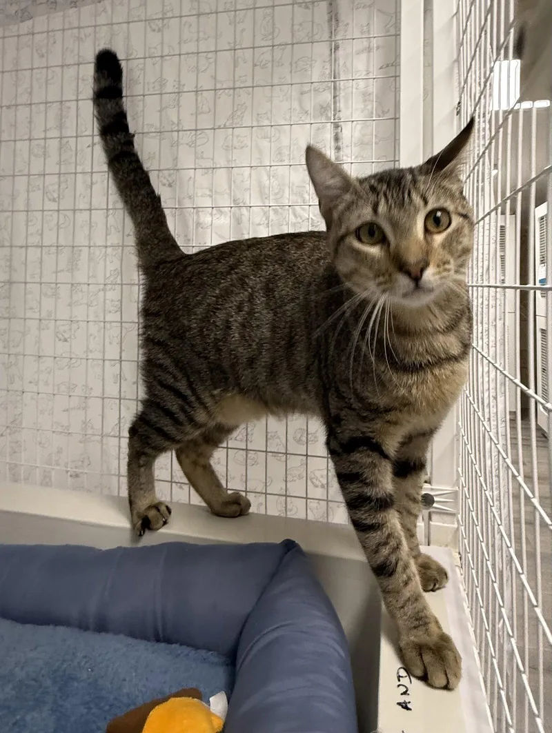 A young medium-sized male Domestic Short Hair cat named Almonzo for adoption in Satellite Beach, FL