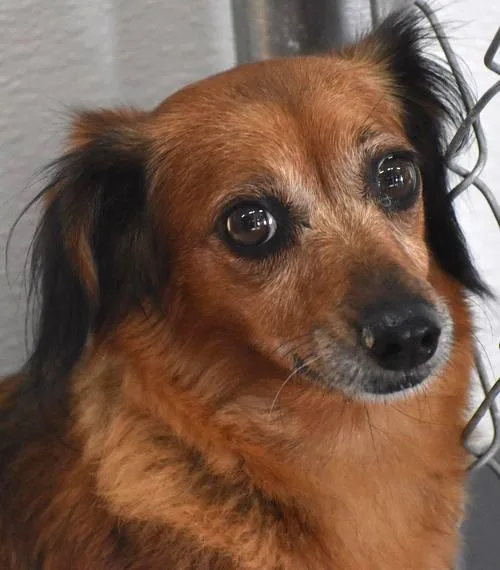An adult small-sized female Red / Chestnut / Orange Dachshund dog named Gisselle In Tn for adoption in Shelbyville, TN