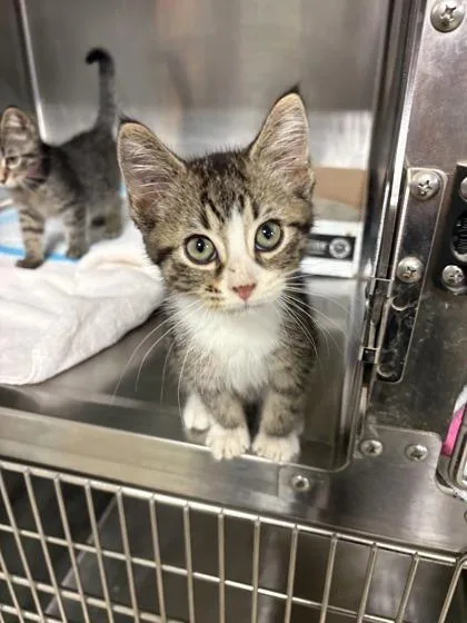 A young medium-sized female Tabby (Brown / Chocolate) Domestic Short Hair cat named Thistle for adoption in Lafayette, IN