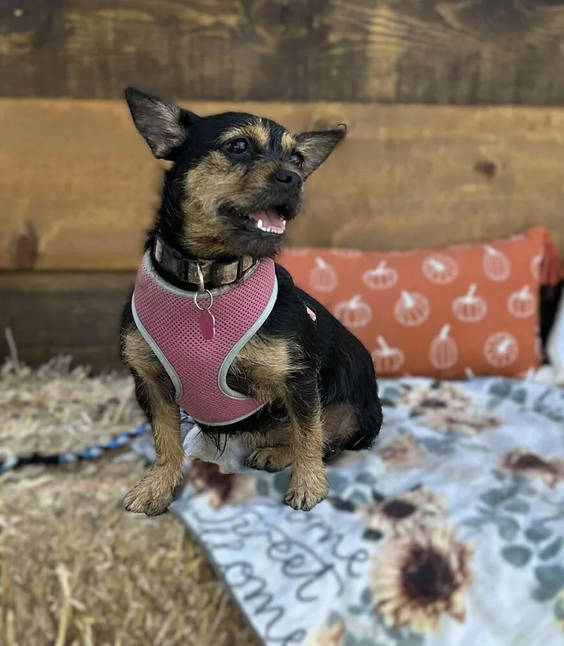 Coco Chanel thumbnail 2