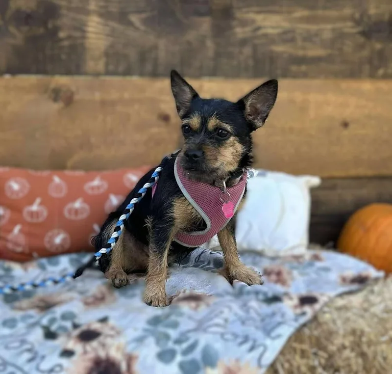 Coco Chanel thumbnail 3