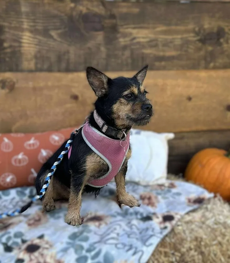 Coco Chanel thumbnail 4