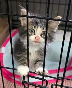 A baby small-sized male Domestic Medium Hair cat named Pete for adoption in Clinton, MO
