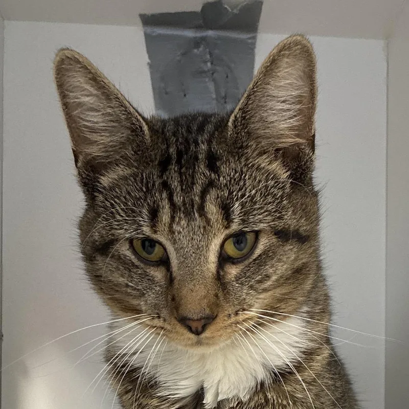 A young medium-sized male Brown / Chocolate Domestic Short Hair cat named Peter Parker for adoption in Uniontown, PA