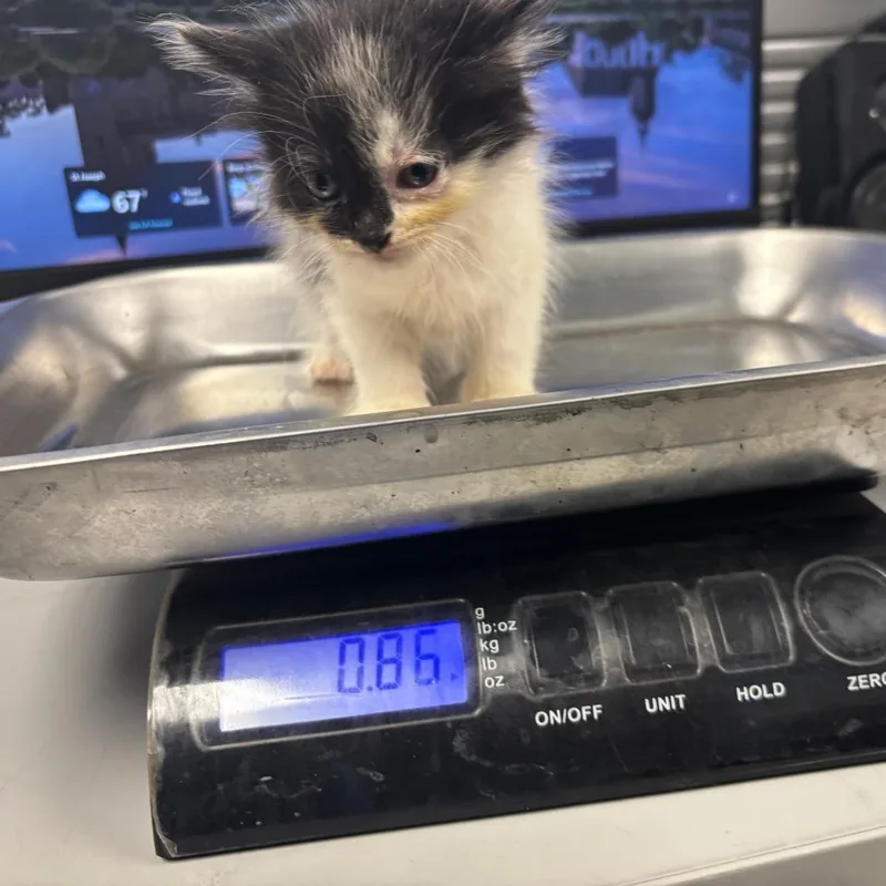 A baby small-sized female White Domestic Short Hair cat named Rock for adoption in St Joseph, MO