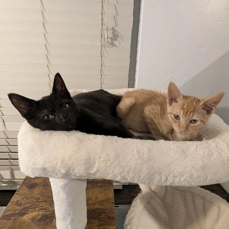 Zora and Zeus thumbnail 2