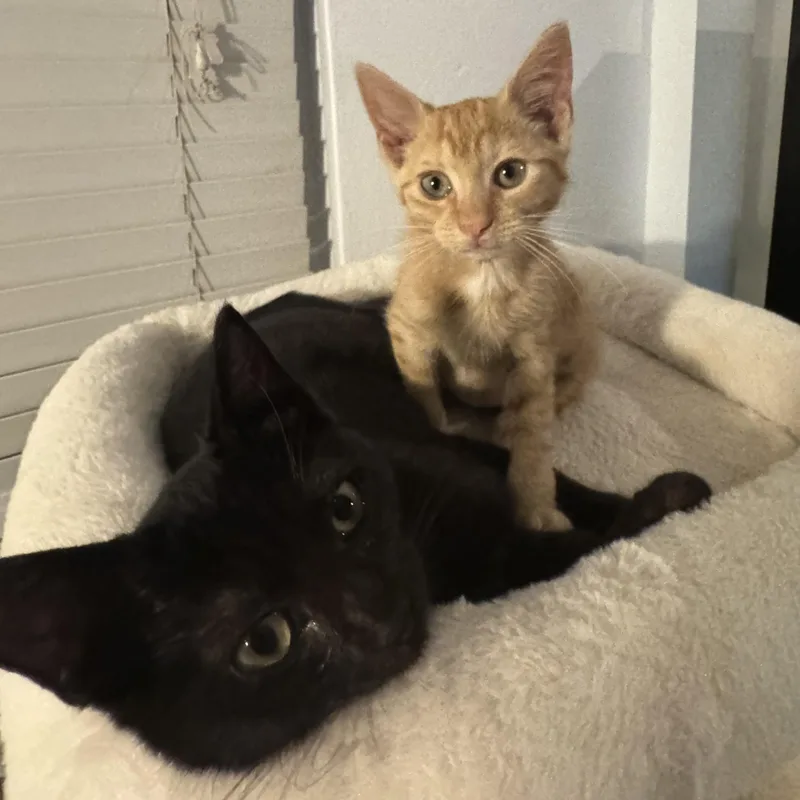 Zora and Zeus thumbnail 3