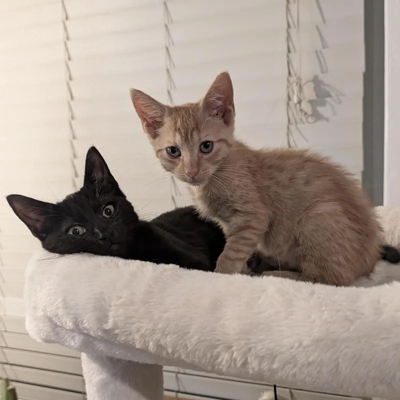 Zora and Zeus thumbnail 4