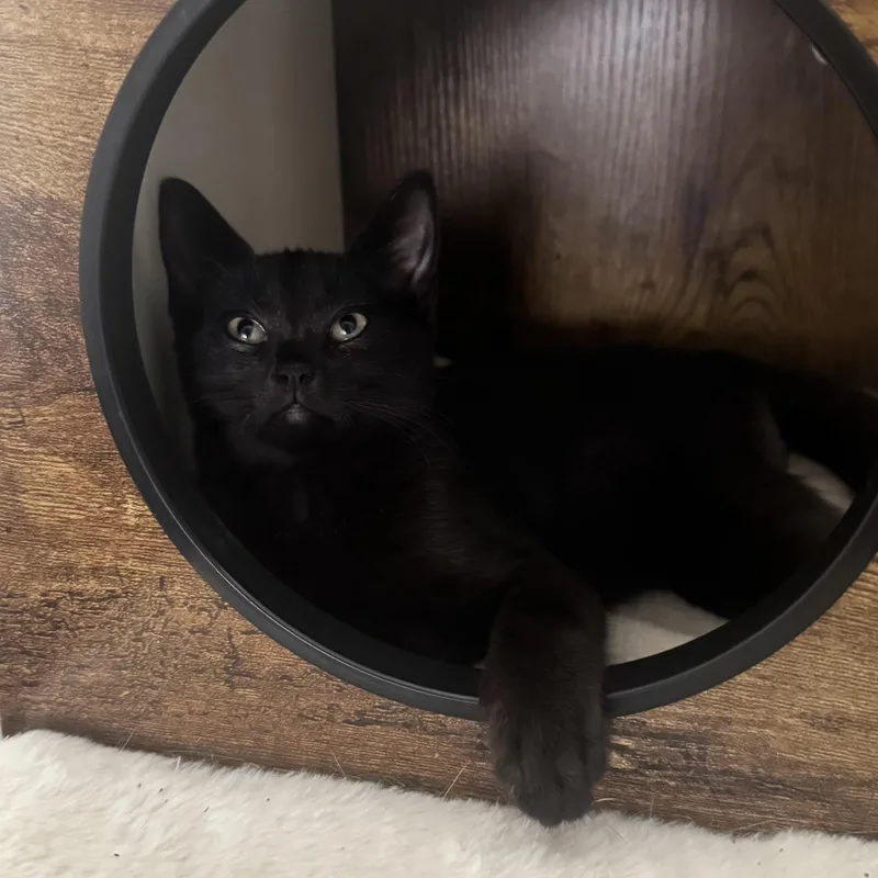 Zora and Zeus thumbnail 6