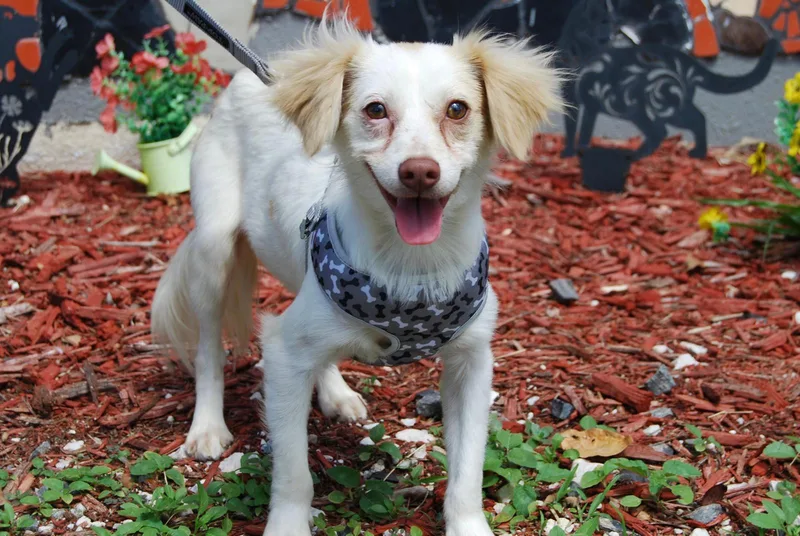 An adult small-sized male Chihuahua dog named Yuki for adoption in Miami, FL
