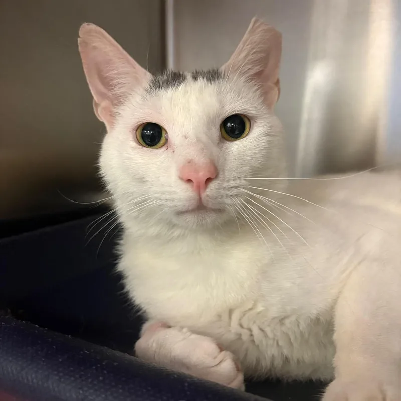 An adult medium-sized male White Domestic Short Hair cat named Spot for adoption in Charlottesville, VA