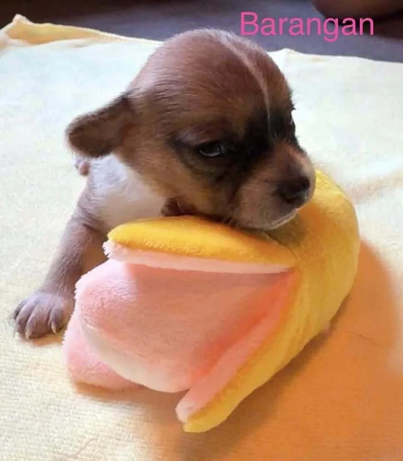 A baby small-sized female Chihuahua dog named Barangan for adoption in Waunakee, WI