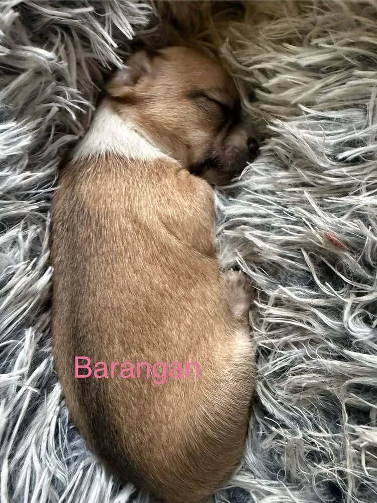 Barangan thumbnail 6