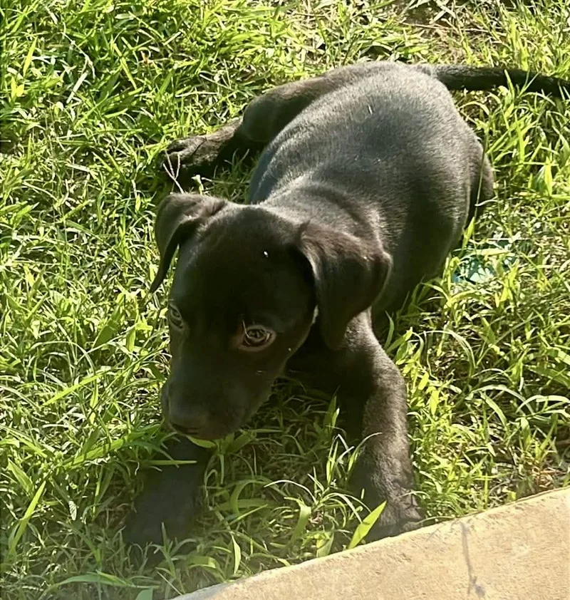 A baby medium-sized female Black Labrador Retriever dog named Tina for adoption in Sanford, NC