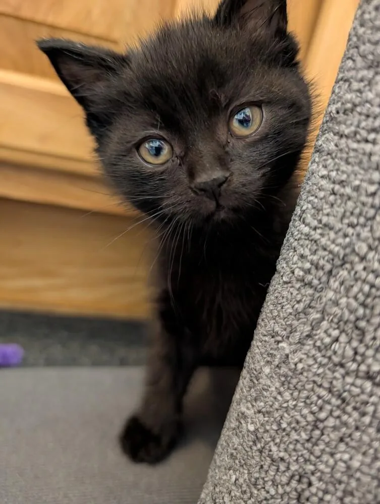 A baby small-sized female Black Domestic Short Hair cat named Stiletto for adoption in Westfield, WI