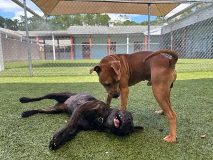 An adult medium-sized male Terrier dog named Remi for adoption in Gainesville, FL