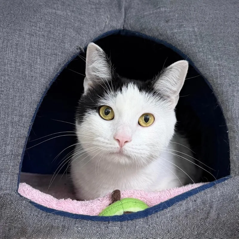 A young medium-sized female Domestic Short Hair cat named Ash for adoption in State College, PA