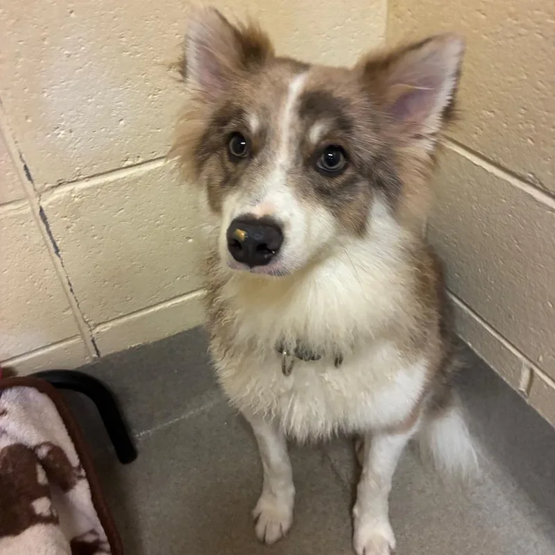 An adult medium-sized male Brown / Chocolate Mixed Breed dog named Possum for adoption in Fredericksburg, VA