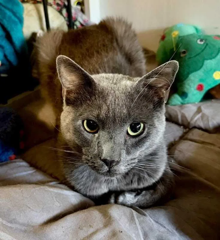 An adult medium-sized male Domestic Short Hair cat named Captain Hook for adoption in Tracy, CA