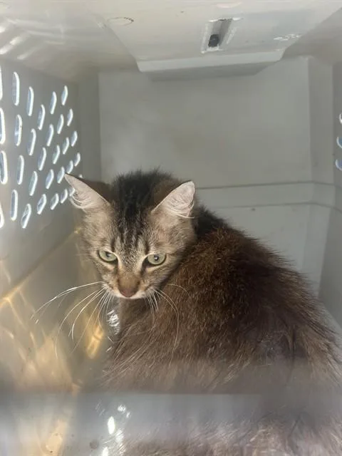 An adult large-sized female Domestic Medium Hair cat named Tinker for adoption in Palmetto, FL