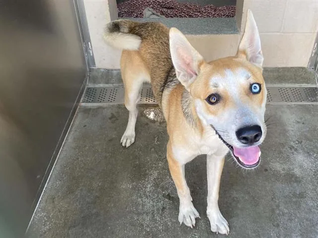 A young medium-sized male Siberian Husky dog named Adrian for adoption in Tustin, CA