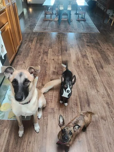 Mojo Jojo thumbnail 2