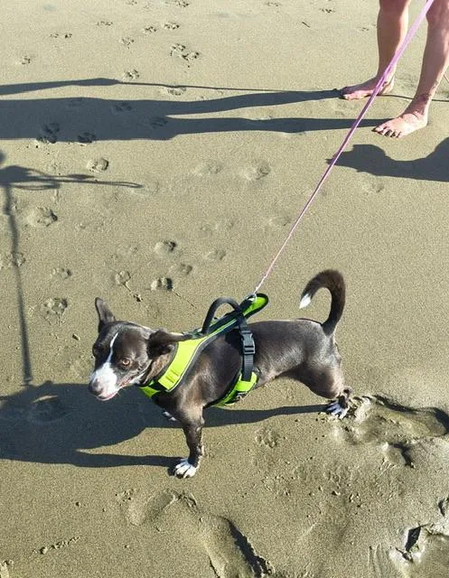 Mojo Jojo thumbnail 3