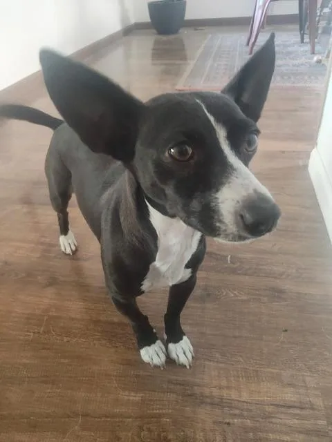 Mojo Jojo thumbnail 5