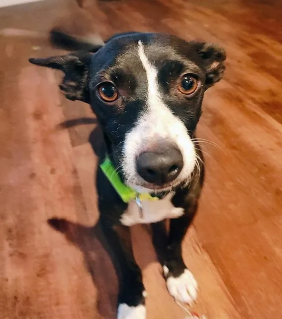 Mojo Jojo thumbnail 6