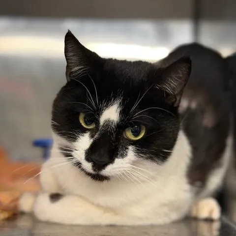 An adult medium-sized male Domestic Short Hair cat named Ruger for adoption in Cumming, GA