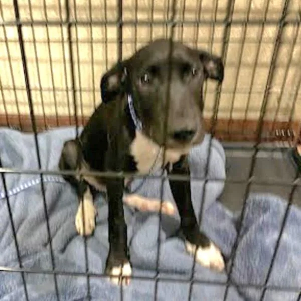 A young large-sized male Labrador Retriever dog named Pichu for adoption in Austin, TX