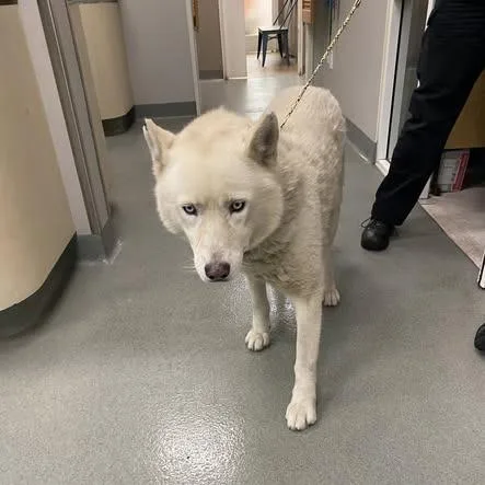 An adult large-sized male White / Cream Husky dog named Wagsstray for adoption in Westminster, CA