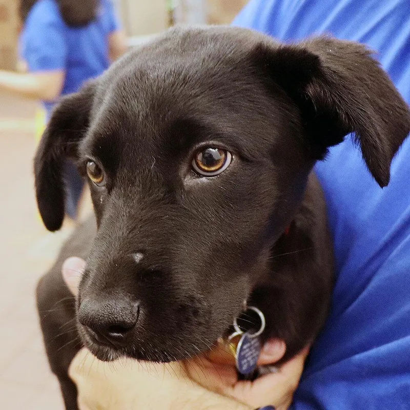 A baby small-sized female Tricolor (Brown, Black, & White) Mixed Breed dog named Luna for adoption in Port Washington, NY