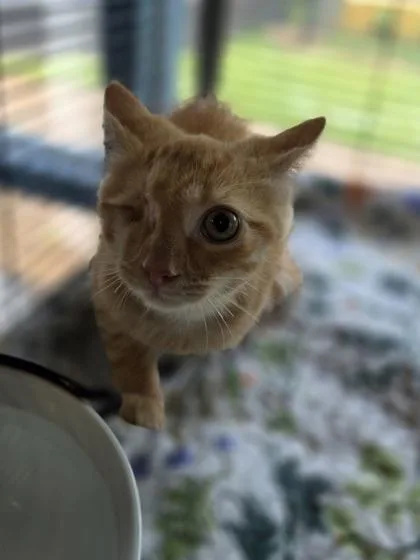 A baby small-sized male Domestic Short Hair cat named Chameleon for adoption in Conway, SC