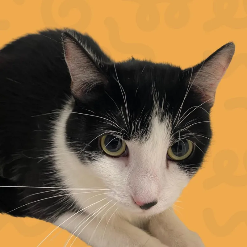 An adult medium-sized female Black Domestic Short Hair cat named Fiesty for adoption in Reno, NV