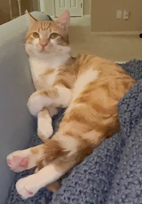 An adult large-sized male Domestic Short Hair cat named Simon for adoption in HUNTINGTON BEACH, CA