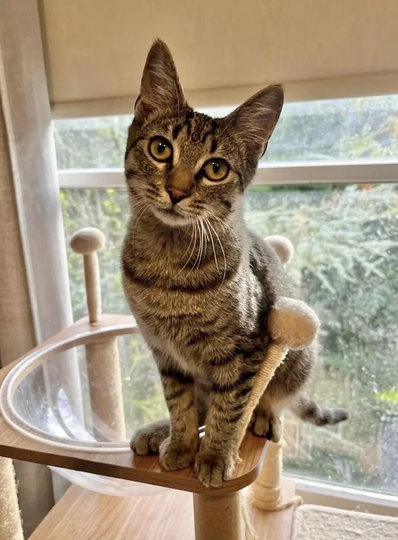 A baby large-sized male Abyssinian cat named Tony for adoption in Allentown, NJ