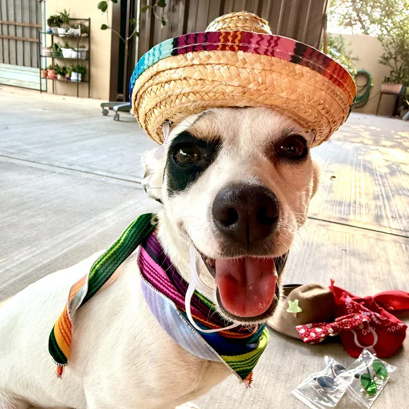 Bruno thumbnail 3