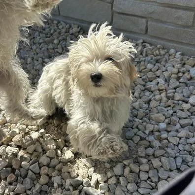 A baby small-sized male Maltese dog named Graham for adoption in St. Louis, MO