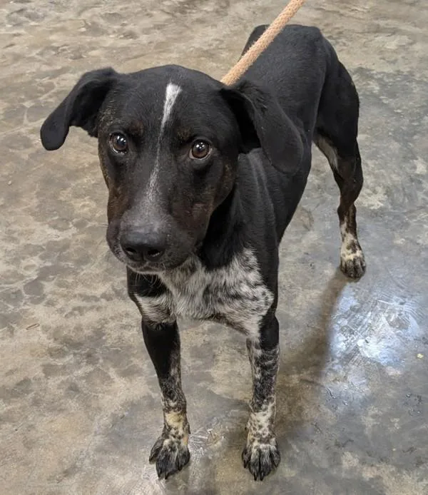 An adult medium-sized male Australian Cattle Dog / Blue Heeler dog named Rio for adoption in Osage Beach, MO