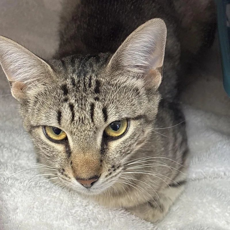 A young medium-sized female Brown / Chocolate Domestic Short Hair cat named Popcorn for adoption in Philadelphia, PA