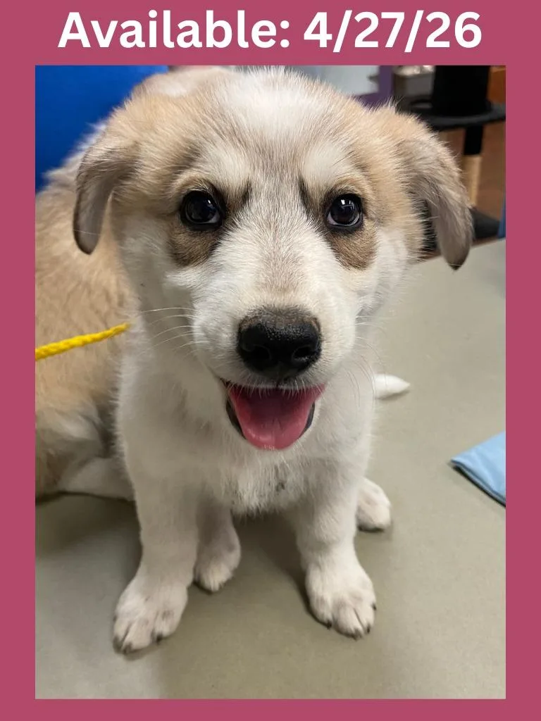 A baby large-sized female Cattle Dog dog named Dog Kennel  Cupcake for adoption in Greenville, TX