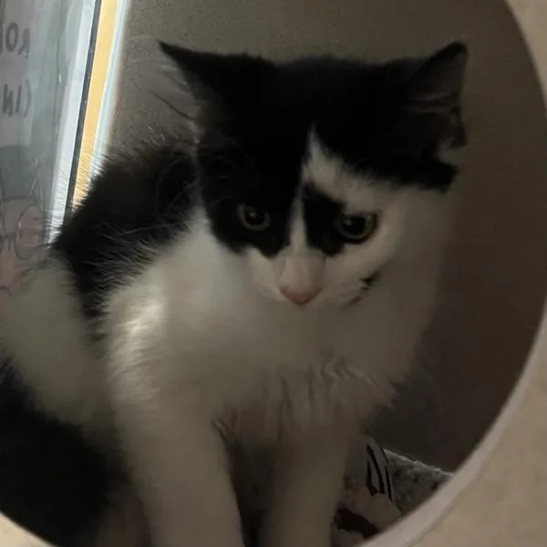 A baby medium-sized male Domestic Medium Hair cat named Riley for adoption in Oakland, CA